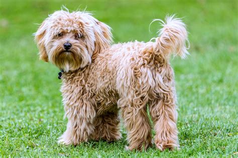 Cavapoo